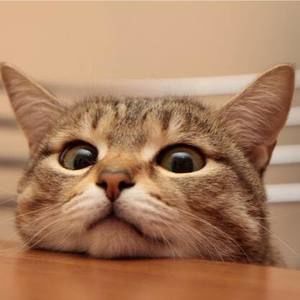 Meet your Posher, Vuong